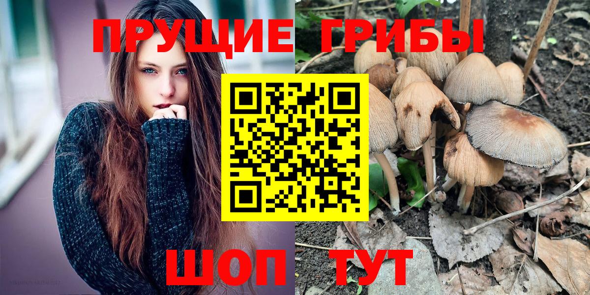 где найти   Галлюциногенные грибы Psilocybine cubensis  Вход с VPN  Красный Сулин 